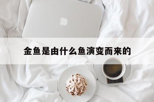金鱼是由什么鱼演变而来的(金鱼是由什么演化而成的观赏鱼类)