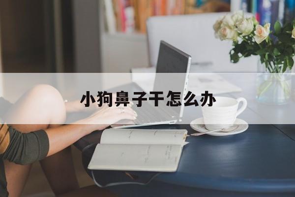 小狗鼻子干怎么办(小狗鼻子发干怎么办)