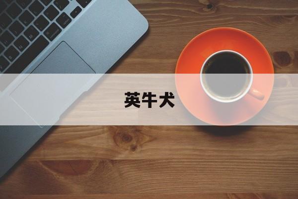 英牛犬(英牛犬现在价格是多少)