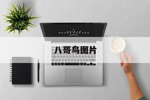 八哥鸟图片(八哥鸟图片简笔画彩色)
