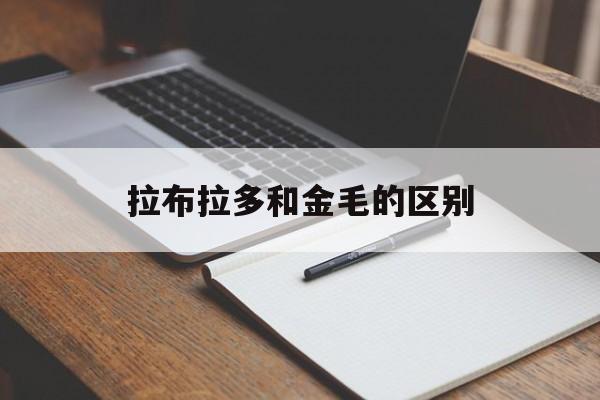 拉布拉多和金毛的区别(拉布拉多和金毛的区别图片)