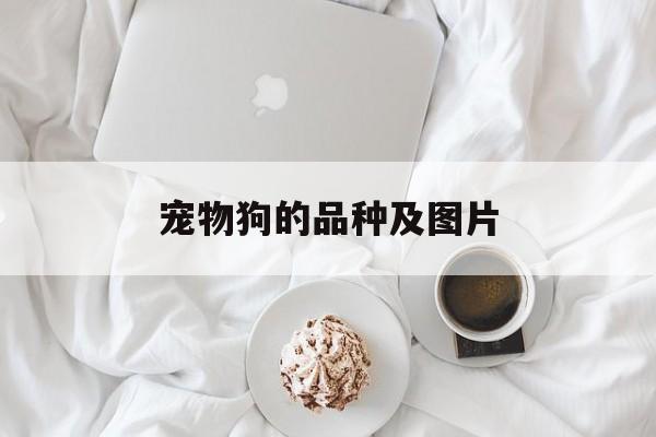 宠物狗的品种及图片(宠物狗的品种图片大全大图)