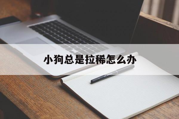 小狗总是拉稀怎么办(小狗总是拉肚子是怎么回事)