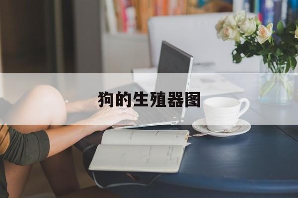 狗的生殖器图的简单介绍