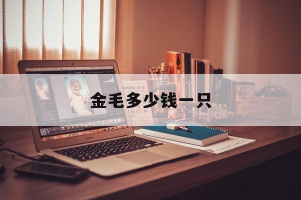 金毛多少钱一只(纯血金毛多少钱一只)
