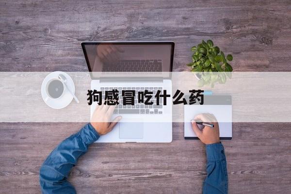 狗感冒吃什么药(狗感冒吃什么药比较好)