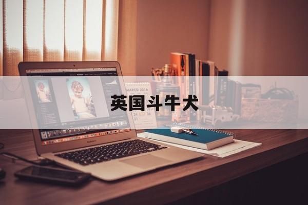 英国斗牛犬(英国斗牛犬图片)