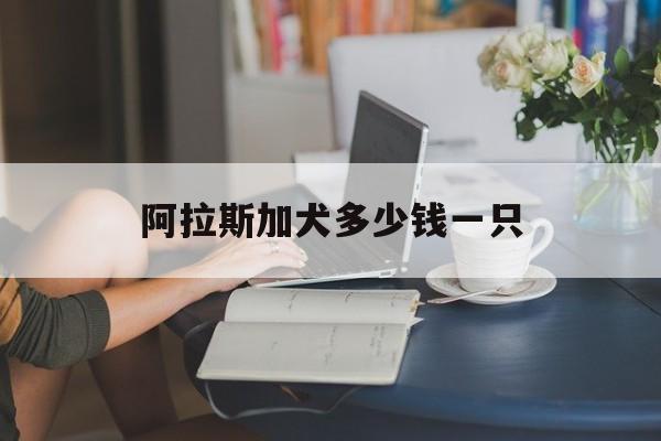 阿拉斯加犬多少钱一只(熊版阿拉斯加犬多少钱一只)