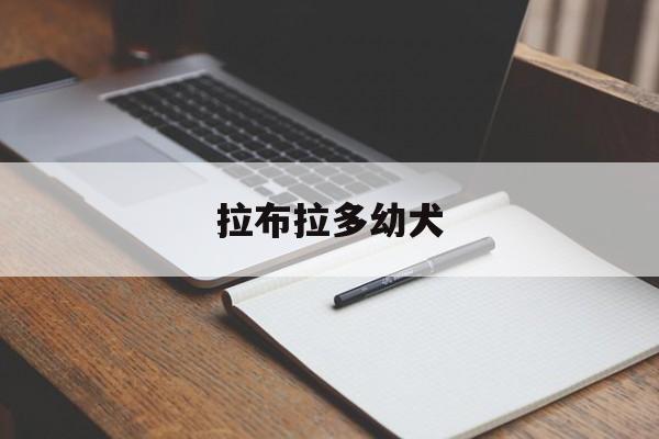 拉布拉多幼犬(拉布拉多幼犬怎么喂)