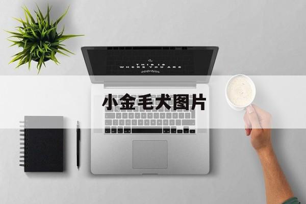 小金毛犬图片(小金毛犬图片大全头像)