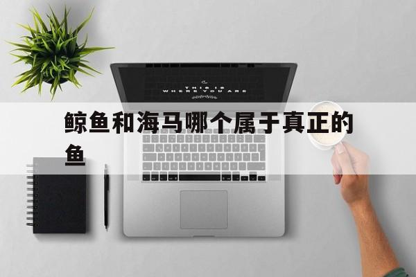 鲸鱼和海马哪个属于真正的鱼(鲸鱼和海马哪个属于真正的鱼类)