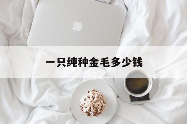一只纯种金毛多少钱(一只纯种金毛犬多少钱)
