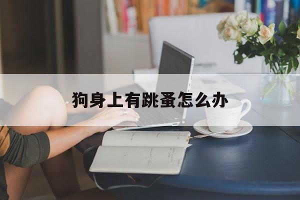 狗身上有跳蚤怎么办(狗身上有跳蚤怎么办去除)