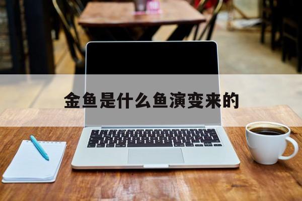 金鱼是什么鱼演变来的(金鱼是什么鱼演变来的视频)