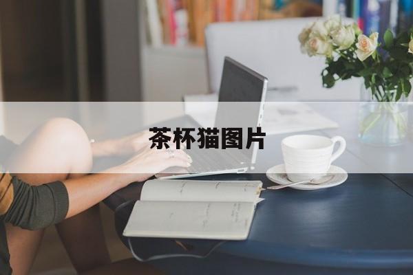 茶杯猫图片(茶杯猫图片萌死人简笔画)